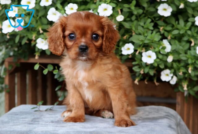 Cici Cavalier image