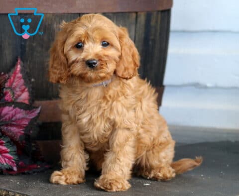 Cjay Cavapoo Retake