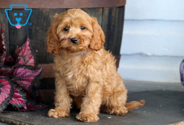 Alt text: Fluffy apricot Cavapoo puppy with a soft lavender collar sitting in front of a rustic wooden barrel, framed by rich burgundy foliage, showing off a wavy coat, floppy ears, and warm, expressive eyes. image