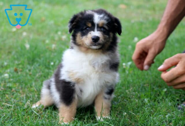 Blue merle Mini Australian Shepherd puppy sitting in vibrant green grass, displaying a fluffy tri-colored coat and bright eyes while looking calmly toward the camera. image