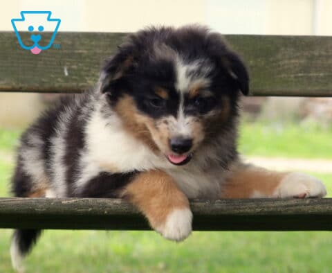Blue merle Mini Australian Shepherd puppy playfully draped across a rustic wooden bench, sticking its tongue out while showing off its fluffy coat and colorful markings.