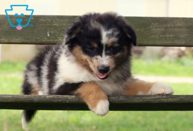 Blue merle Mini Australian Shepherd puppy playfully draped across a rustic wooden bench, sticking its tongue out while showing off its fluffy coat and colorful markings. image