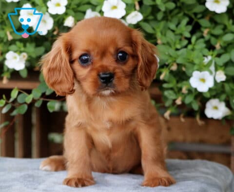 Coco Cavalier