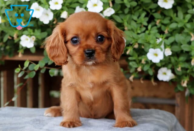 Coco Cavalier image