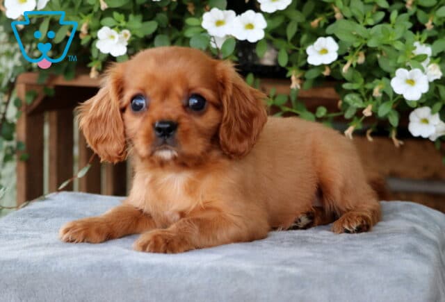 Coco Cavalier2 image