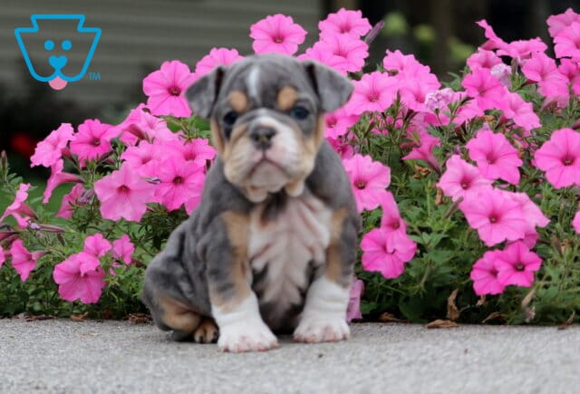 Coco English Bulldog image