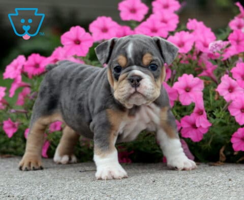 Coco English Bulldog2