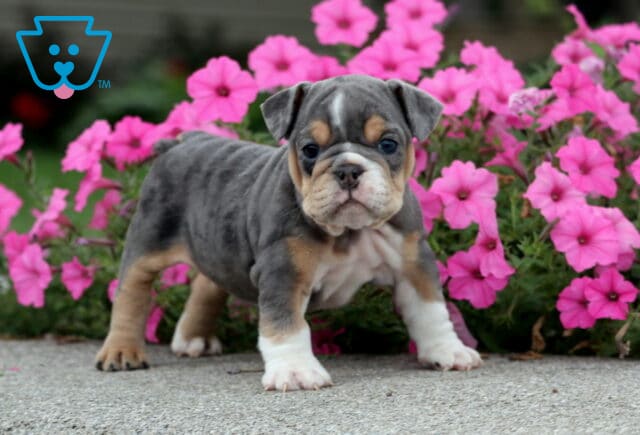 Coco English Bulldog2 image