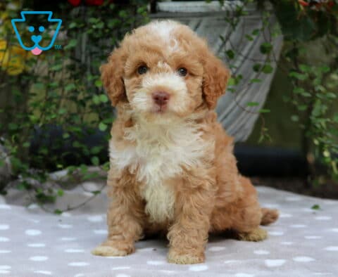 Cody Mini Poodle