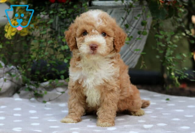 Cody Mini Poodle image