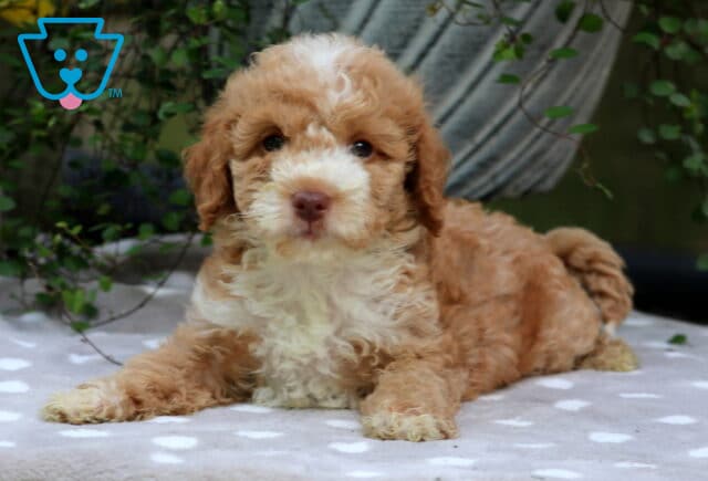 Cody Mini Poodle2 image