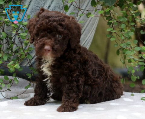 Coffee Mini Poodle