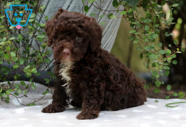 Coffee Mini Poodle image