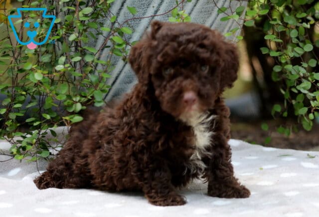 Coffee Mini Poodle2 image
