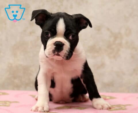 Colby Boston