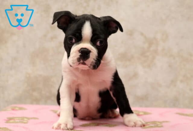 Colby Boston image