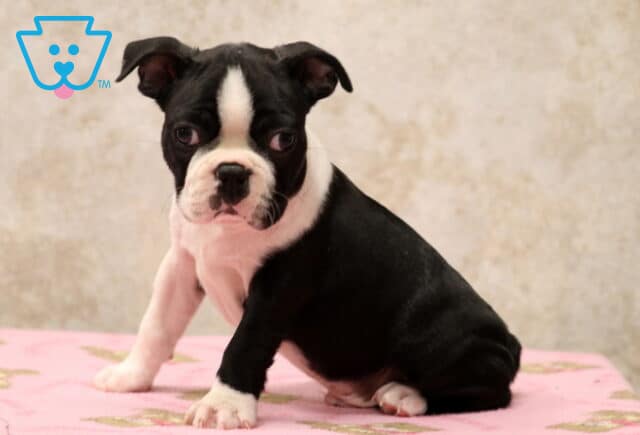 Colby Boston2 image