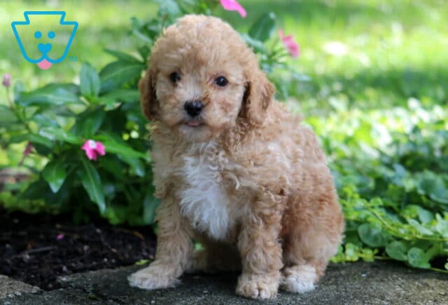 Colby Toy Poodle image