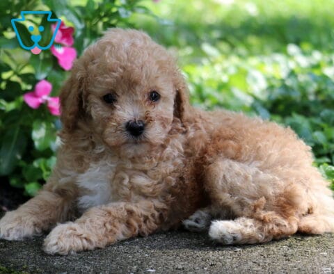 Colby Toy Poodle2