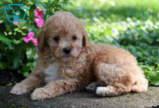 Colby Toy Poodle2 image