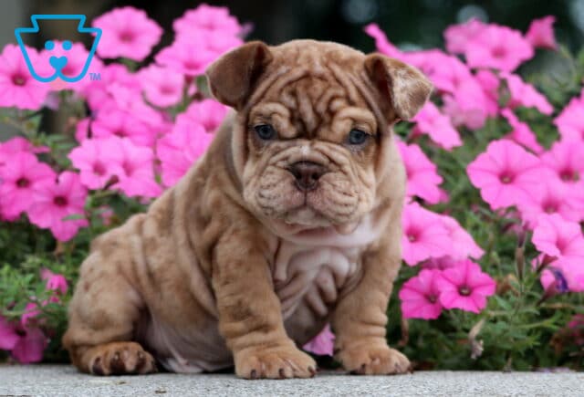 Comet English Bulldog image
