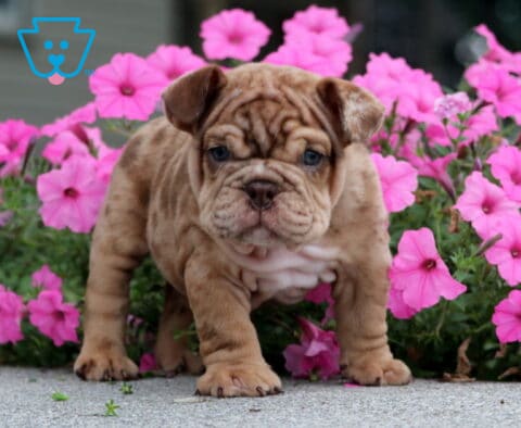 Comet English Bulldog2