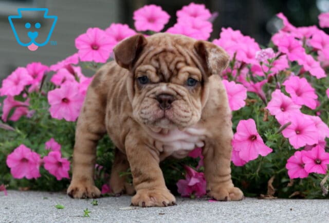 Comet English Bulldog2 image