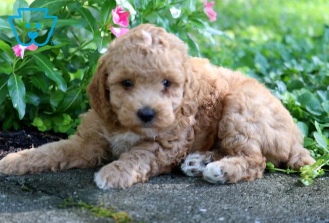 Comet Toy Poodle image