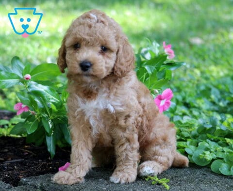 Comet Toy Poodle2