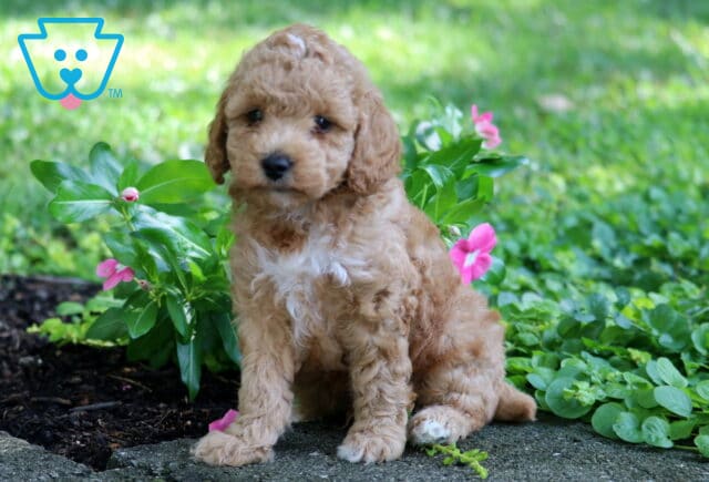 Comet Toy Poodle2 image