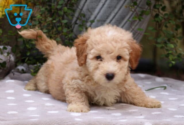 Conner Mini Poodle image