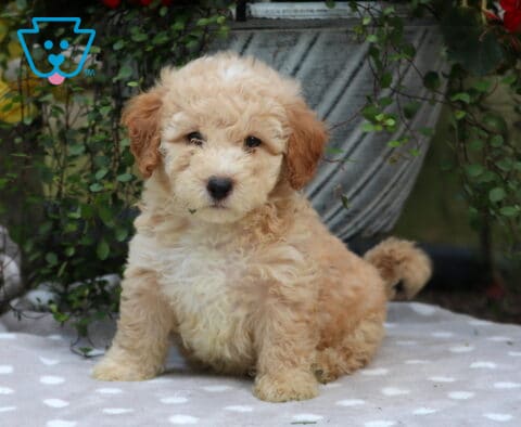 Conner Mini Poodle2