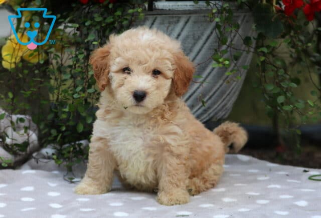 Conner Mini Poodle2 image