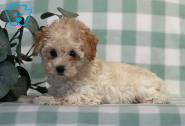 Cookie Bichpoo image