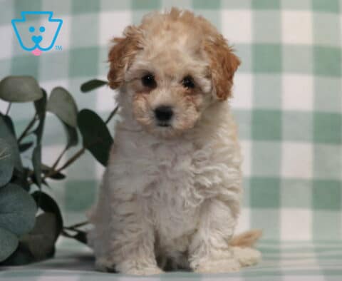 Cookie Bichpoo2