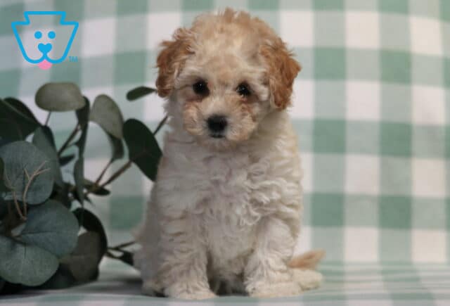 Cookie Bichpoo2 image