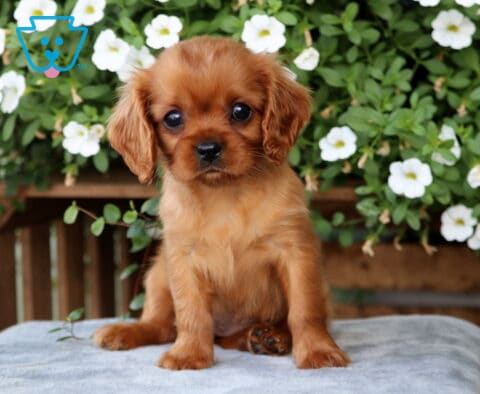 Cookie Cavalier