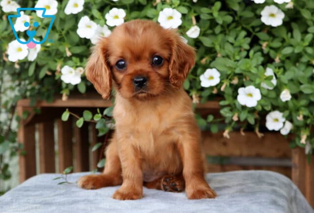 Ruby Cavalier King Charles Spaniel puppy sitting upright on a gray blanket with blooming white flowers and greenery behind it. image