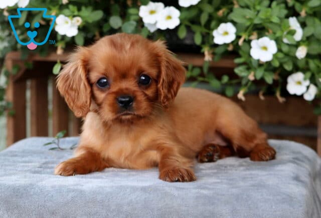 Ruby Cavalier King Charles Spaniel puppy lying on a soft gray blanket with white flowers and green foliage in the background. image