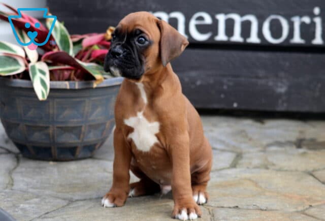 Cooper Boxer image