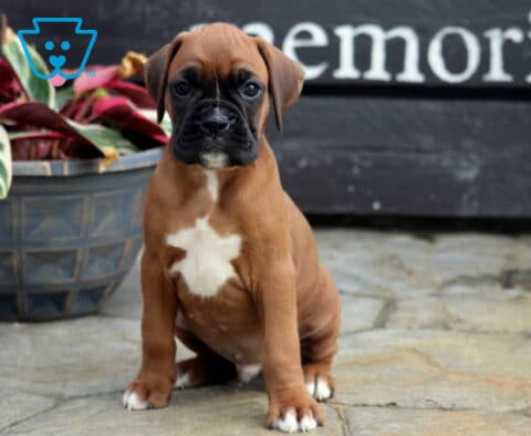 Cooper Boxer2
