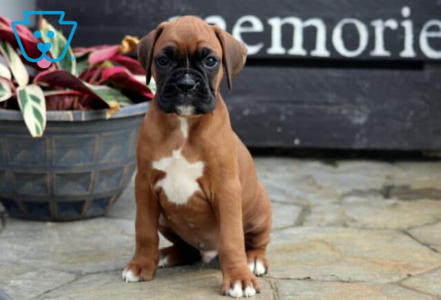 Cooper Boxer2 image