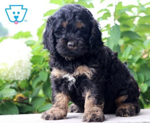 Cooper Cockapoo