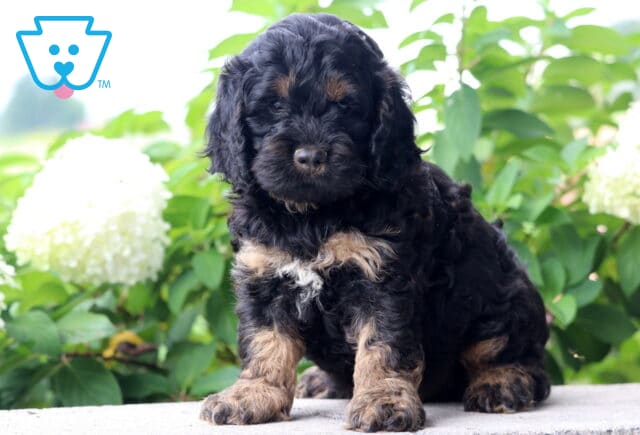 Cooper Cockapoo image
