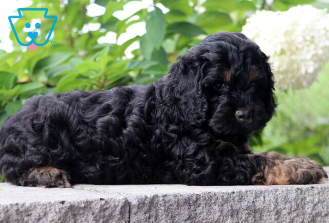Cooper Cockapoo2 image