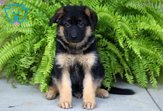 Cooper German image