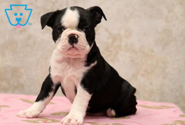 Cora Boston image