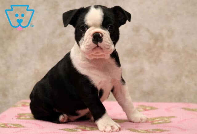 Cora Boston2 image
