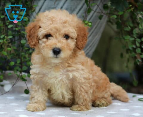 Crystal Mini Poodle