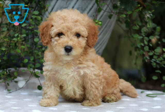 Crystal Mini Poodle image